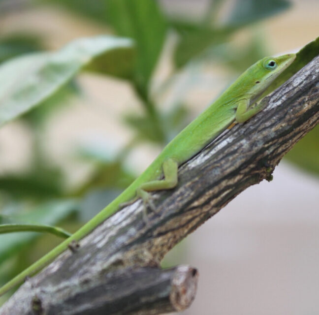 Green anole clinging to a slender branch among leaves
