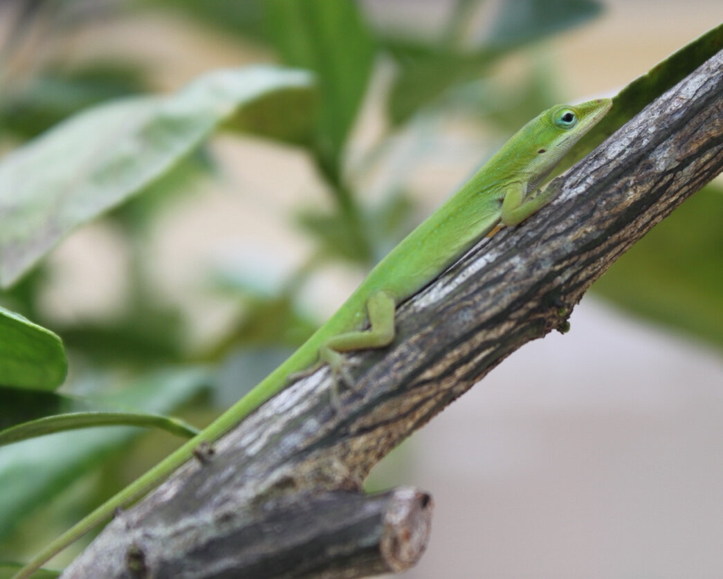 Green anole clinging to a slender branch among leaves