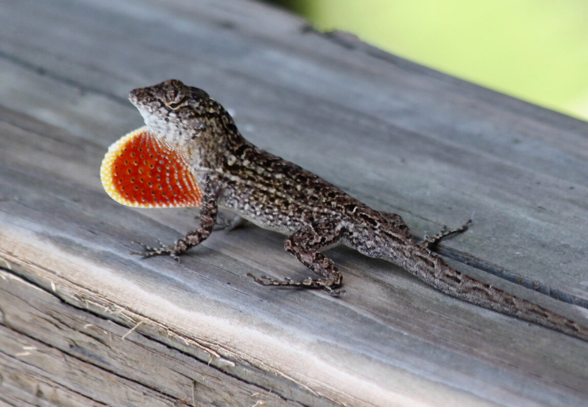 Brown anole on a wooden rail with its orange dewlap extended