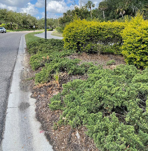 River Village Way roadside bed with aging junipers before renovation
