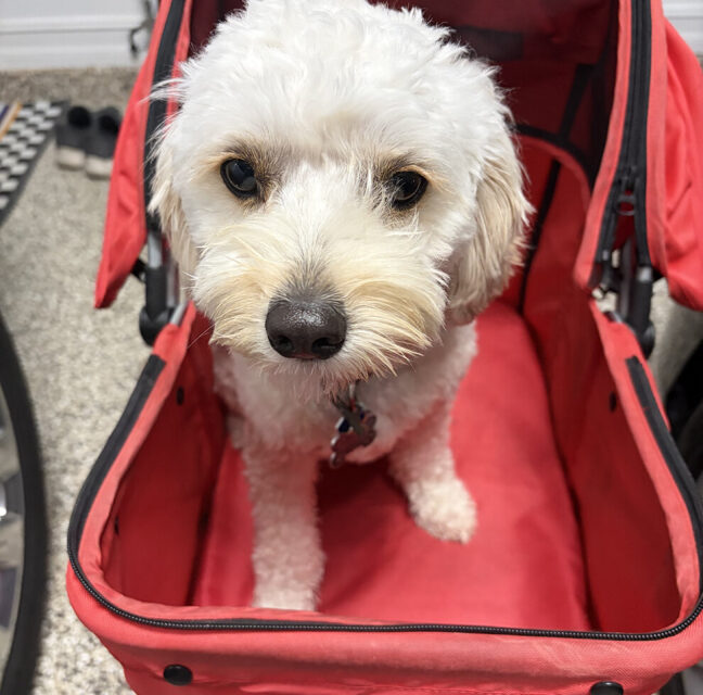 Junior, a cream Cavapoo puppy, riding in his red pet stroller