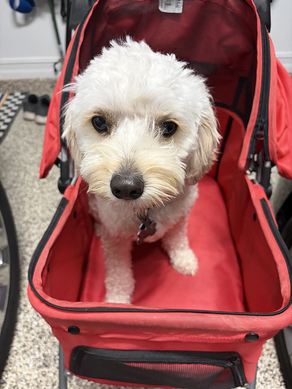 Junior, a cream Cavapoo puppy, riding in his red pet stroller
