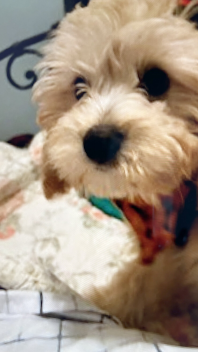 Close-up of Junior, the Fucci family's Cavapoo puppy