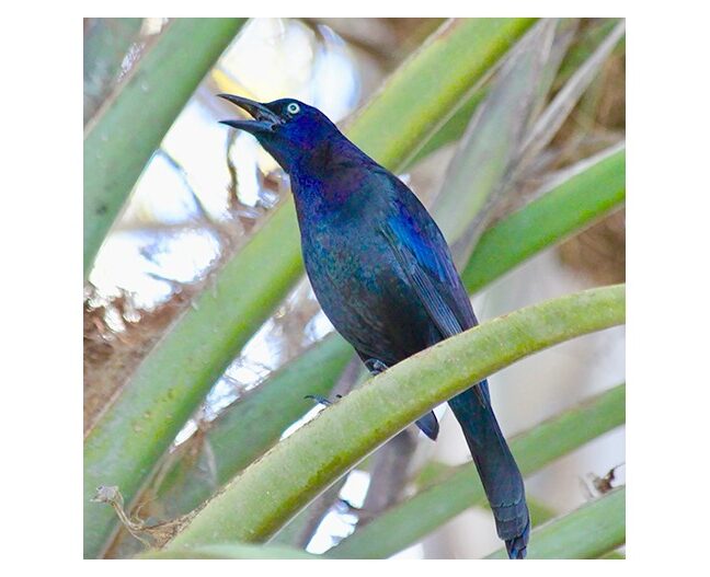 Male boat-tailed grackle calling from a palm frond