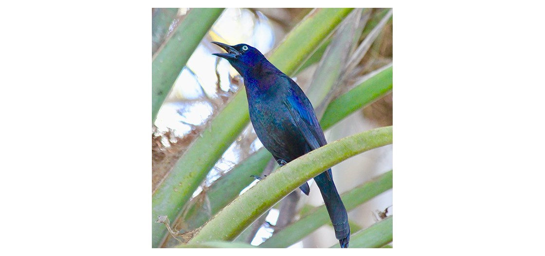Male boat-tailed grackle calling from a palm frond