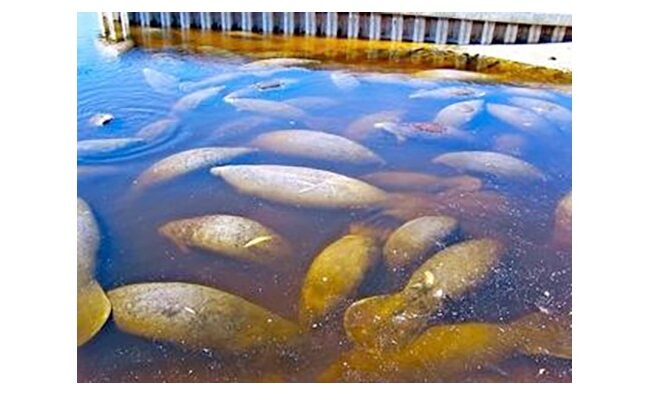 Manatees gathered in the warm-water canal at Manatee Park