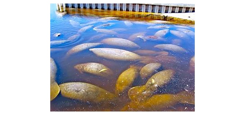 Manatees gathered in the warm-water canal at Manatee Park