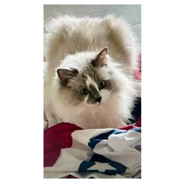Annie, a blue-eyed Ragdoll cat, resting on an American flag