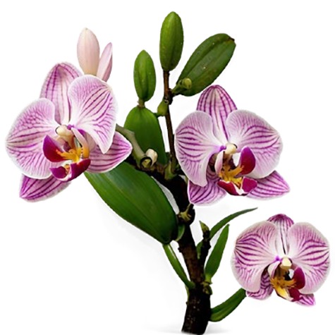 Pink and white phalaenopsis orchid in bloom